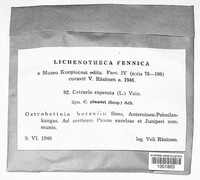 Cetraria caperata image